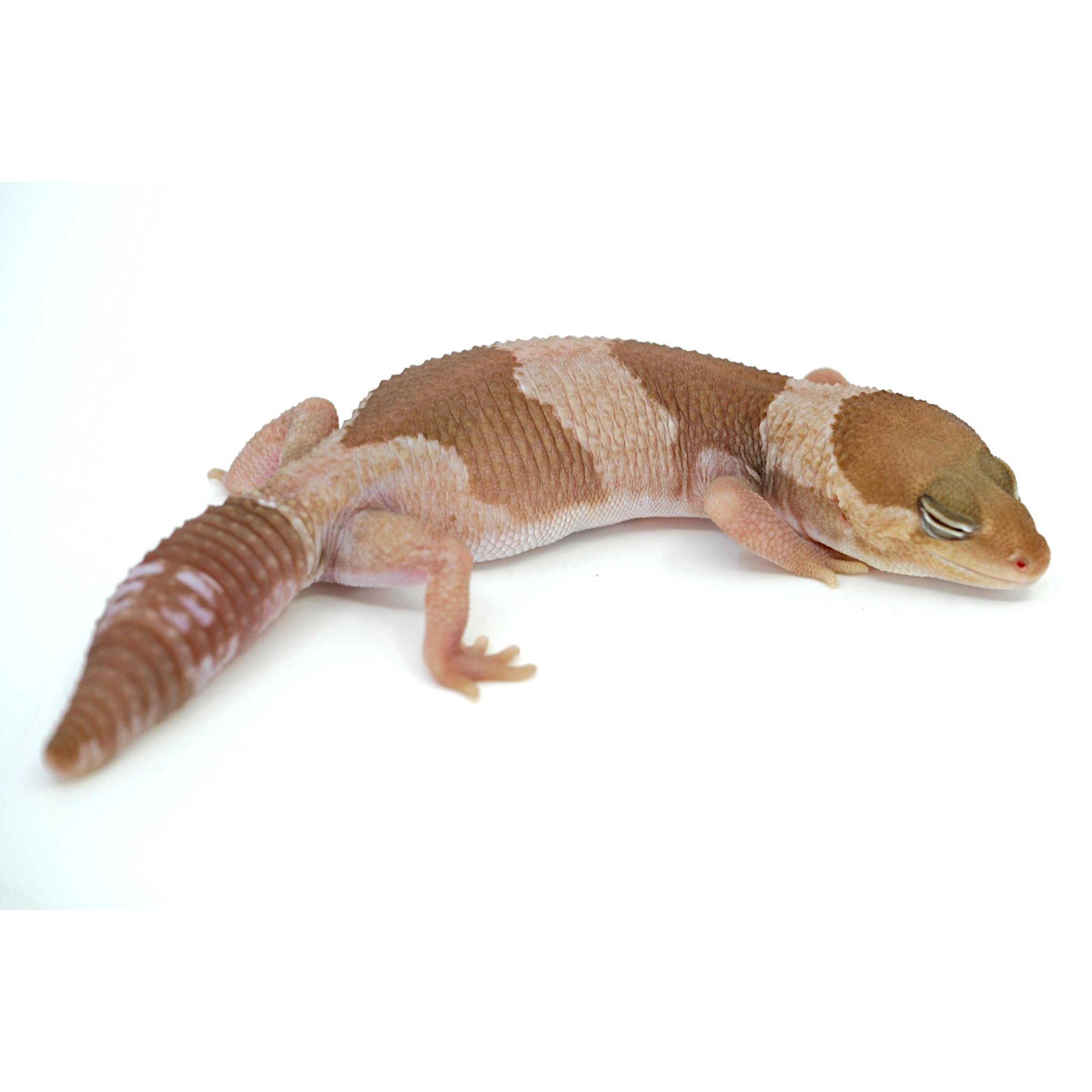 Brown and tan gecko resting on a white surface with closed eyes.