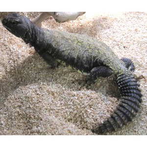Dark monitor lizard with mossy green markings on sandy ground, long ridged tail curling.