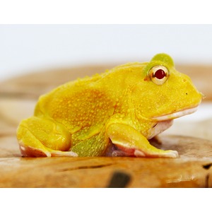 Bright yellow frog with textured skin and a red eye sits on a wooden surface, facing right.