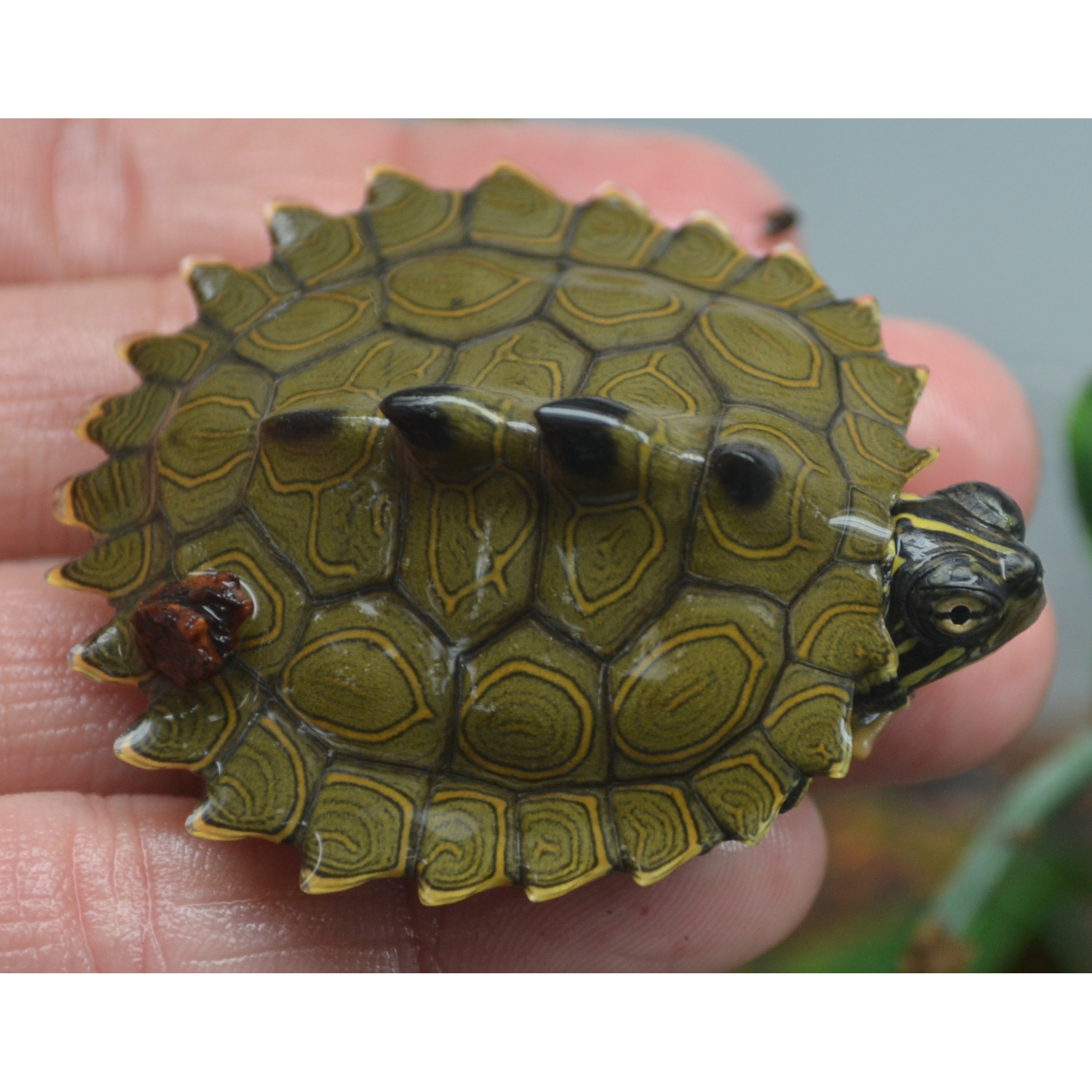 Tiny green turtle with yellow-ringed shell held between fingers.