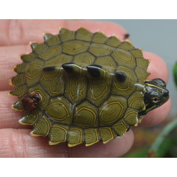Tiny green turtle with yellow-ringed shell held between fingers.