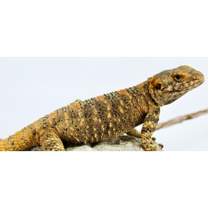 Close-up of a mottled, spiny lizard perched on a rock, with orange-tan scales and textured head.