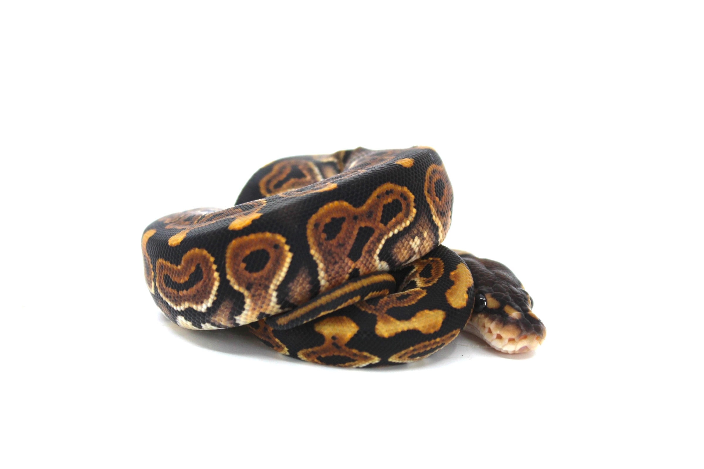 Baby Black Pastel Ball Pythons | LLLReptile