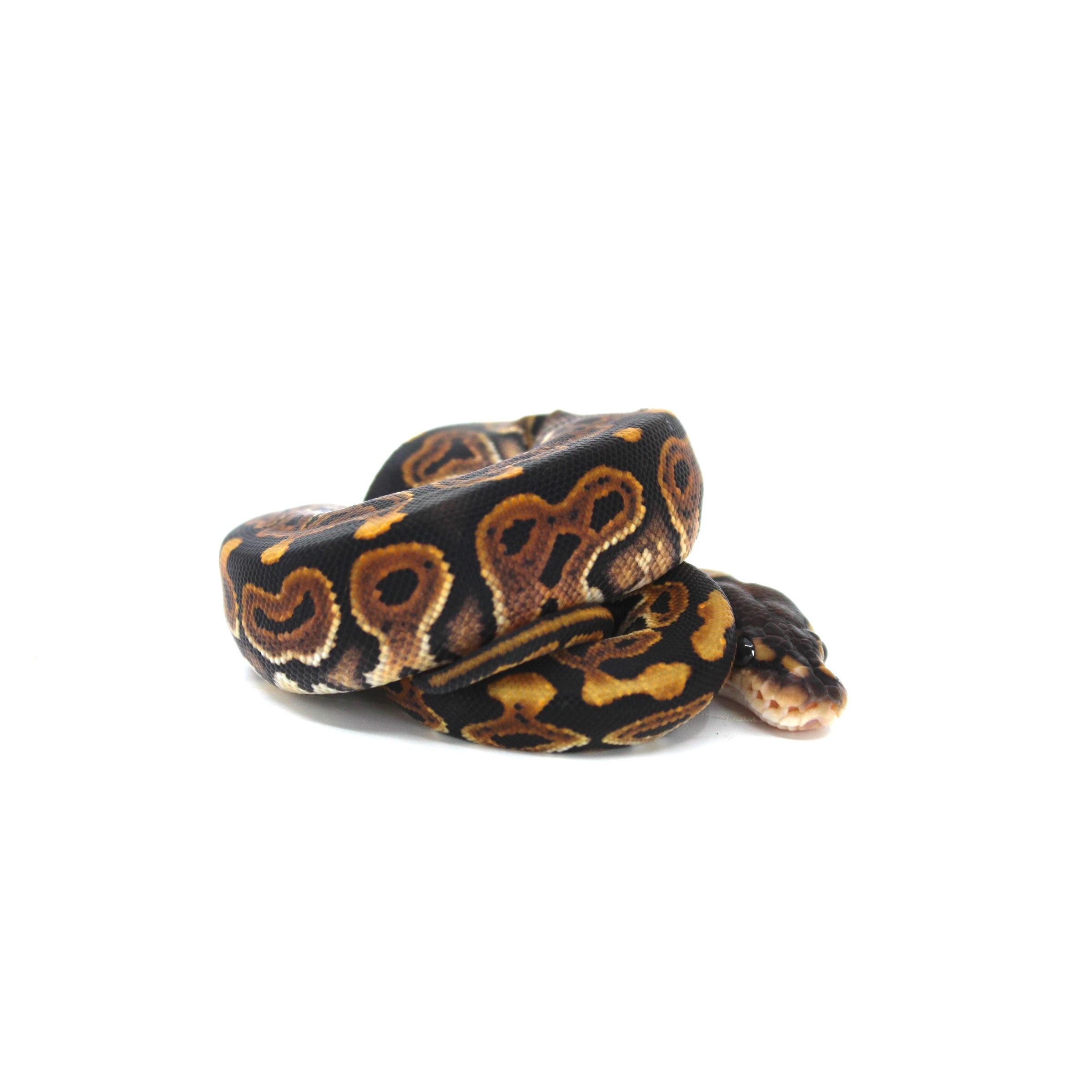 Coiled ball python with black, orange, and brown markings on a white background.