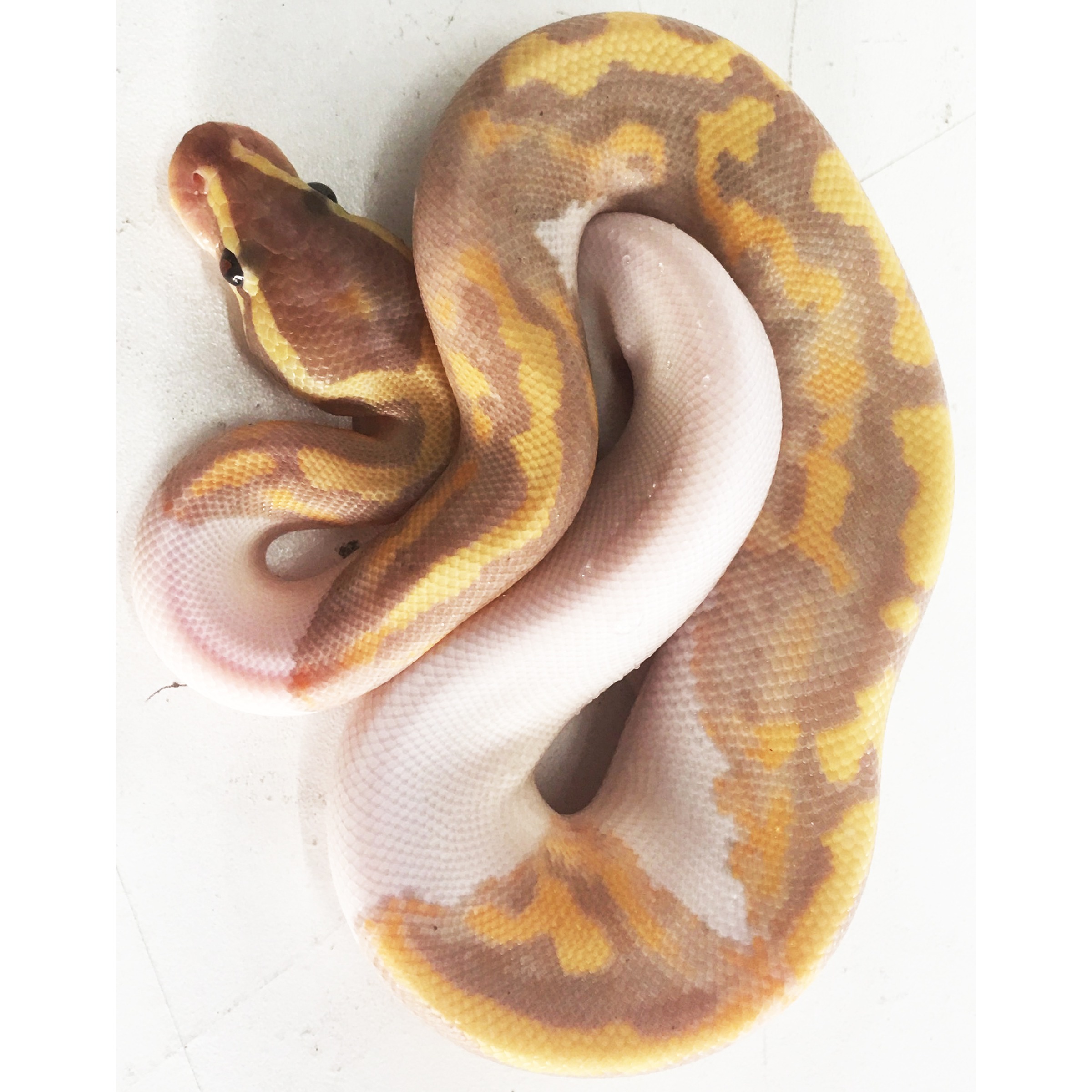 Coiled ball python with yellow and orange blotches on a tan body, resting on a light surface.