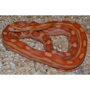 Coiled red-orange corn snake on wood shavings.