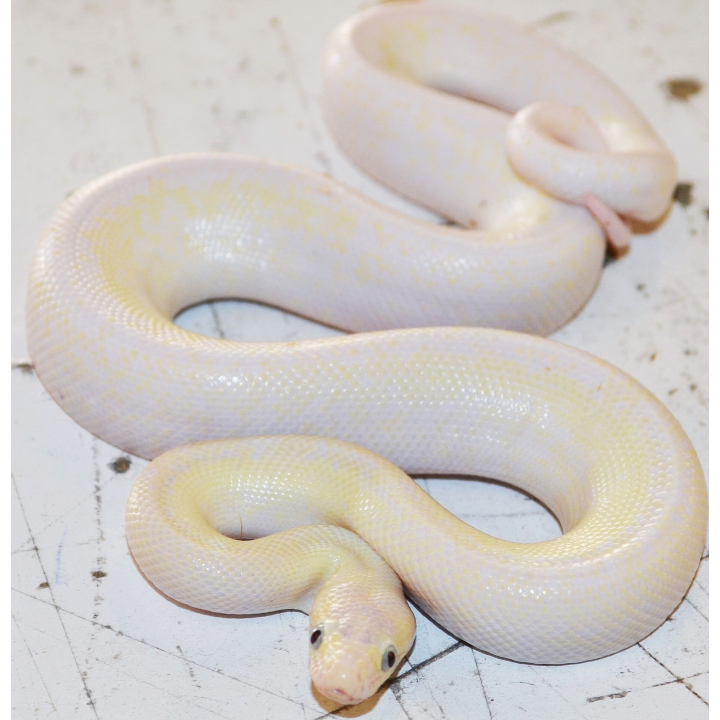 Albino-looking pale yellow snake coiled on a white surface.