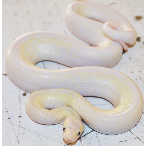 Albino-looking pale yellow snake coiled on a white surface.