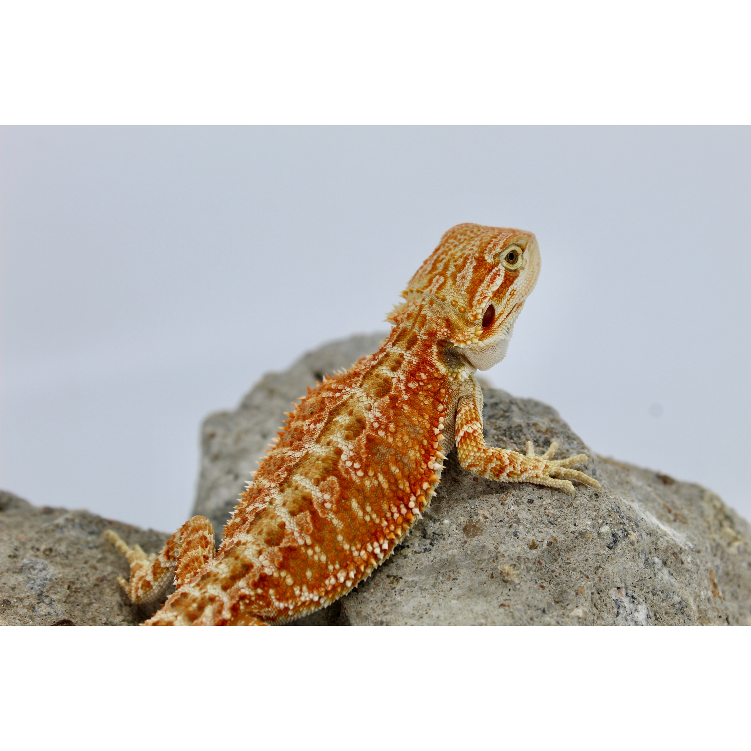 Young orange bearded dragon perched on a gray rock with textured spiny scales and pale tail.