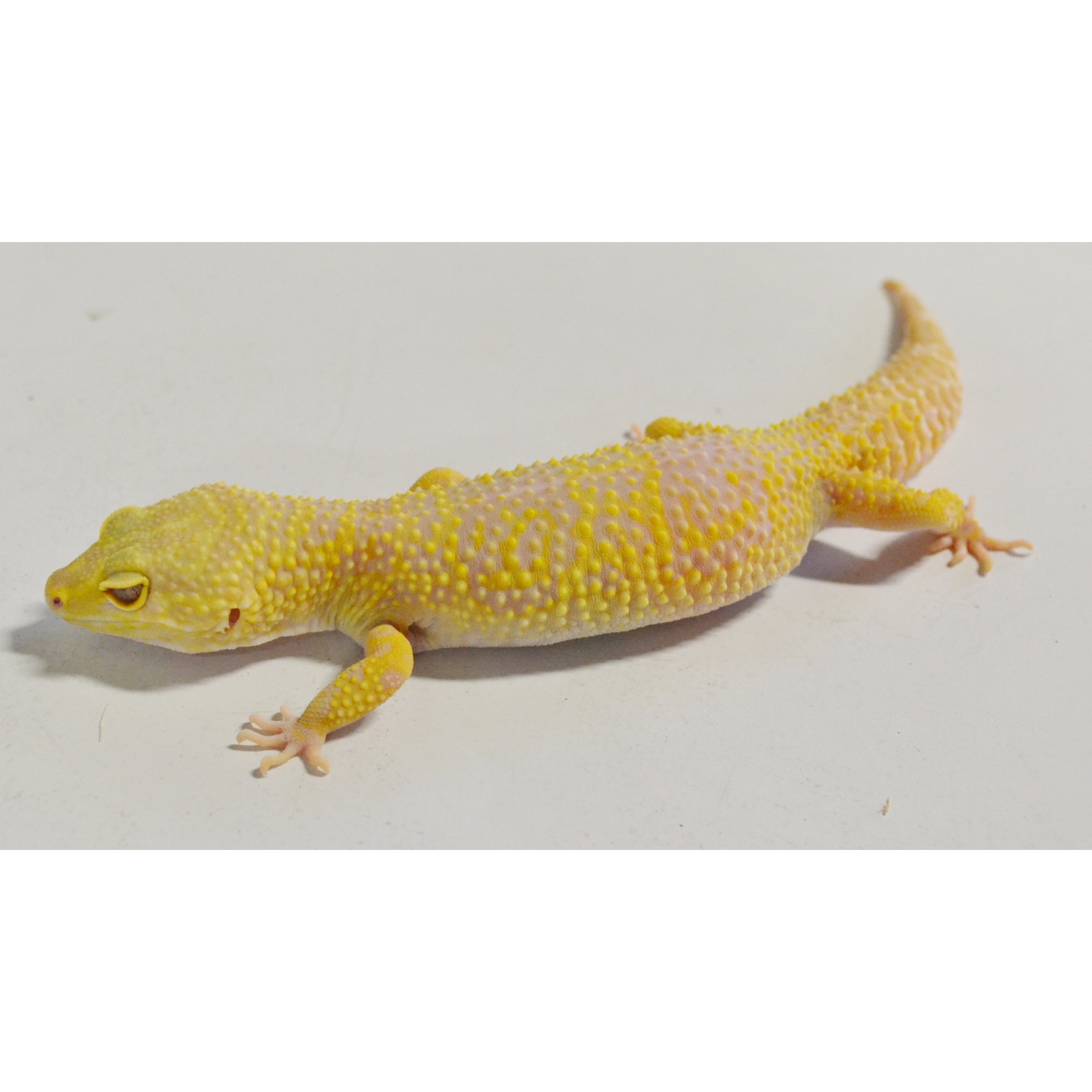 Leopard gecko with yellow and pale pink bumpy skin, lying on a white surface with a curled tail.