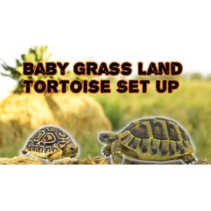 Two baby grassland tortoises on a log with a blurred natural background and large orange-outlined black text across the top.