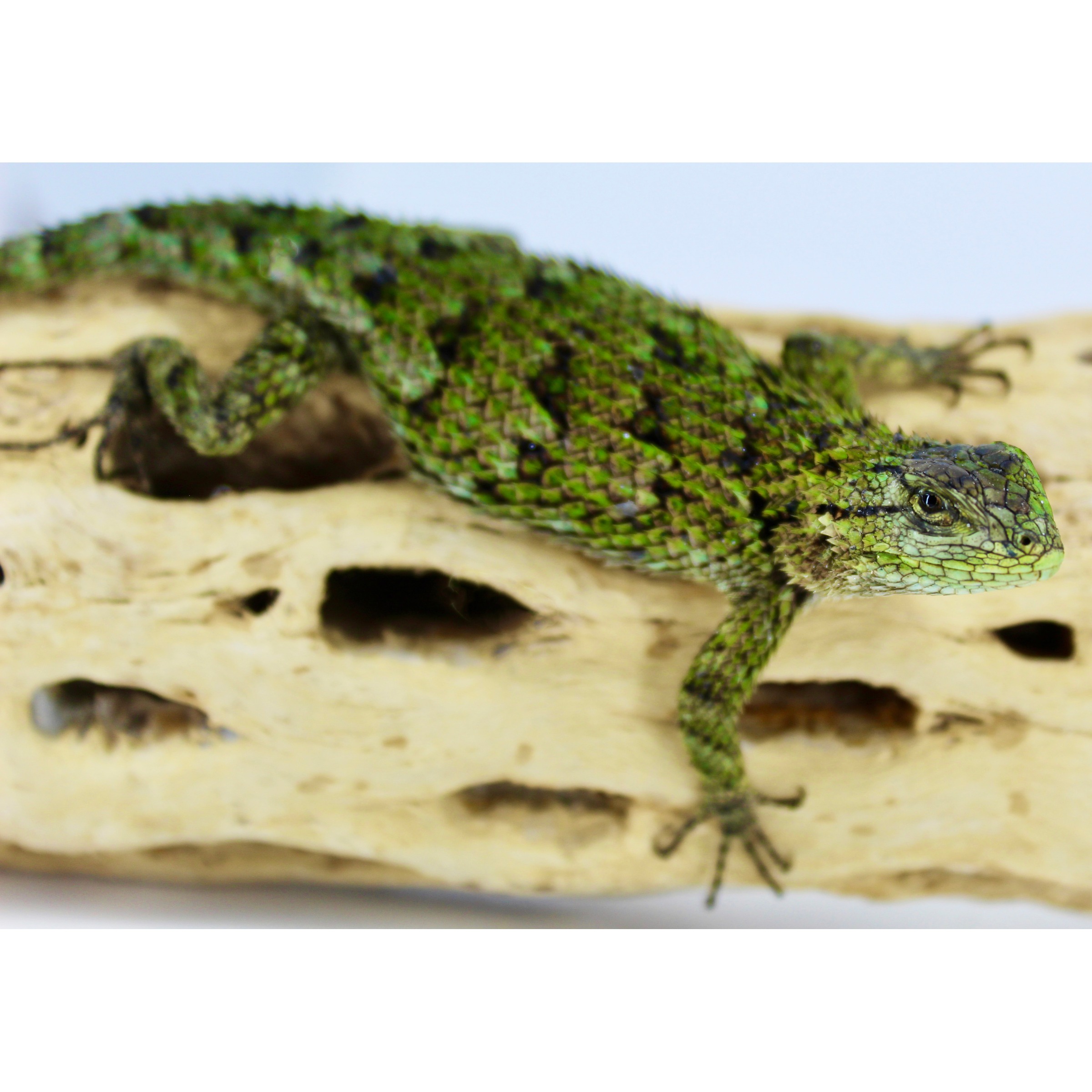 Emerald-green lizard with mosaic scales crawls across a beige rock.