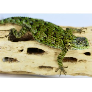 Emerald-green lizard with mosaic scales crawls across a beige rock.