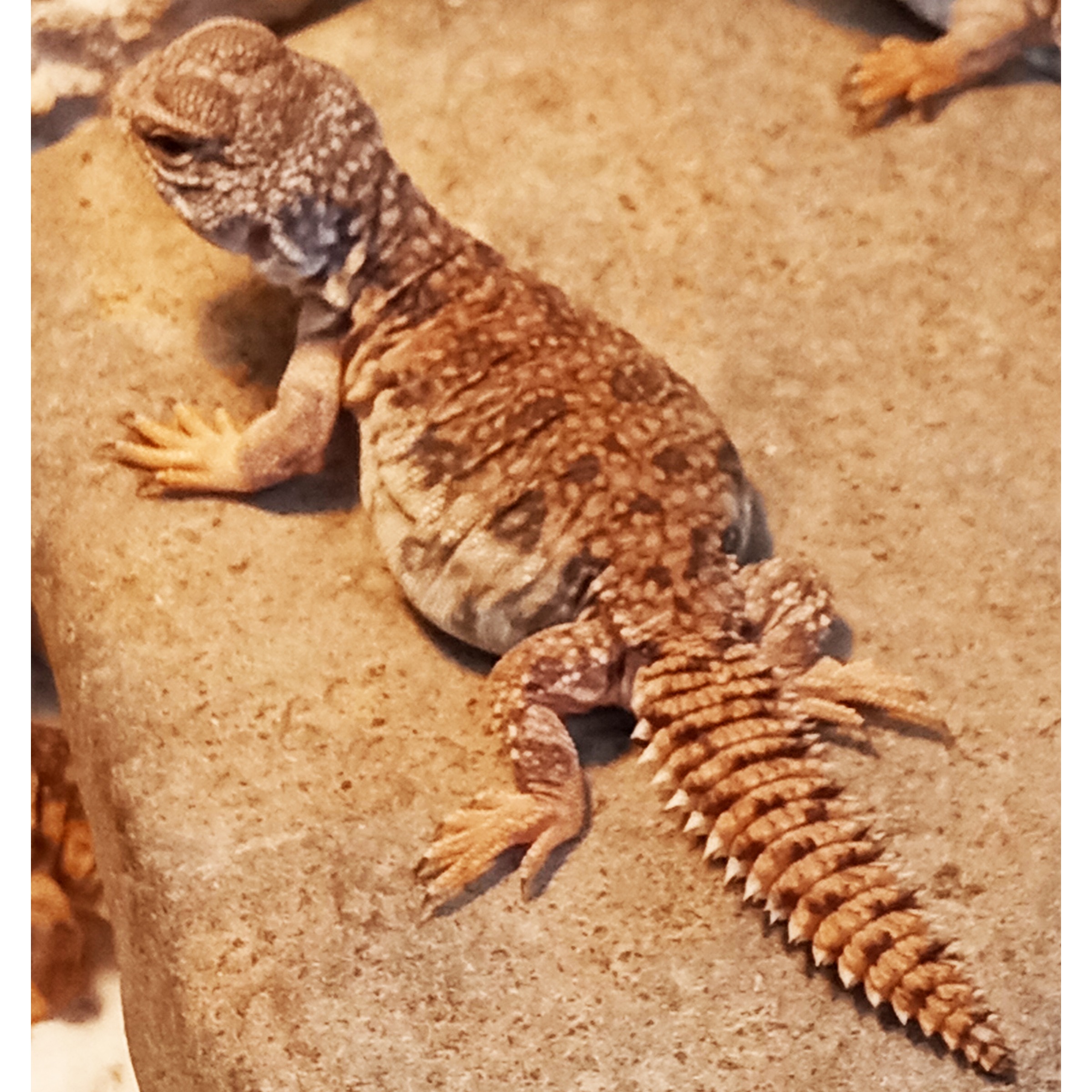 Brown, rough-scaled lizard with a spiny tail sits on a rock, facing left.