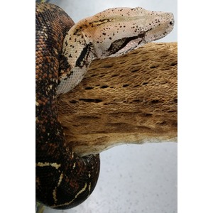 Brown and black patterned snake resting on a textured, weathered log.