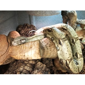Pale patterned python coiled around a wooden log in a terrarium.