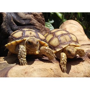 Two yellow-brown tortoises bask on a sunlit log with patterned shells and heavy clawed feet.