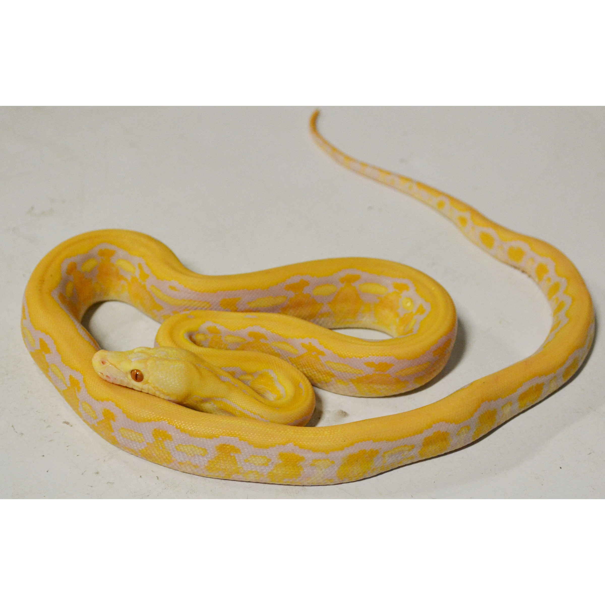 Albino ball python coiled on a light surface.