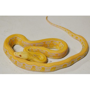 Albino ball python coiled on a light surface.