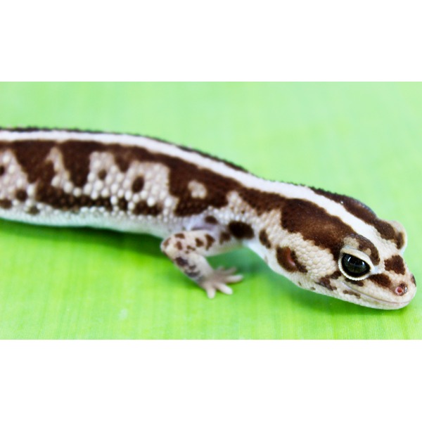 Close-up of a leopard gecko with brown and cream pattern on a bright green background.