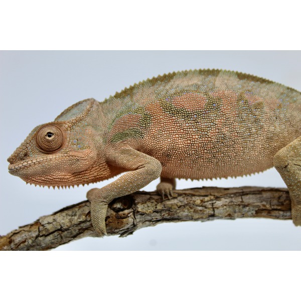 Close-up of a colorful gecko with mosaic scales and a prominent eye perched on a branch.