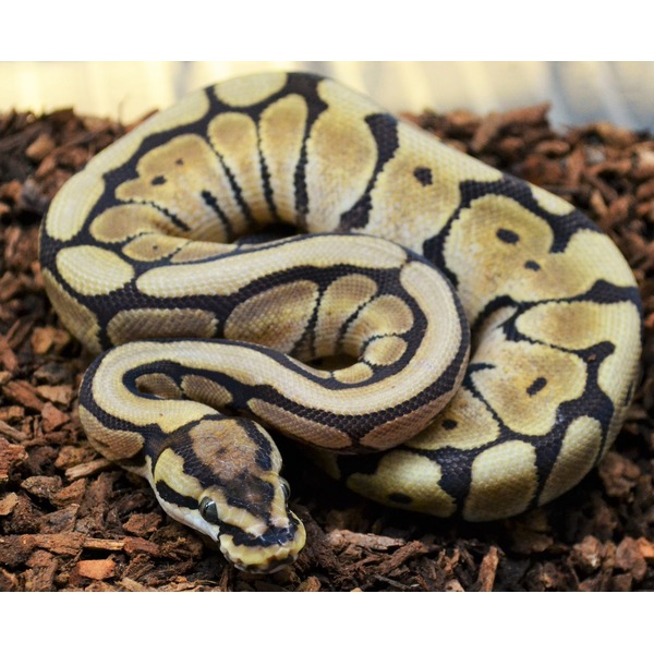 Coiled ball python with yellow and black markings on brown wood mulch.