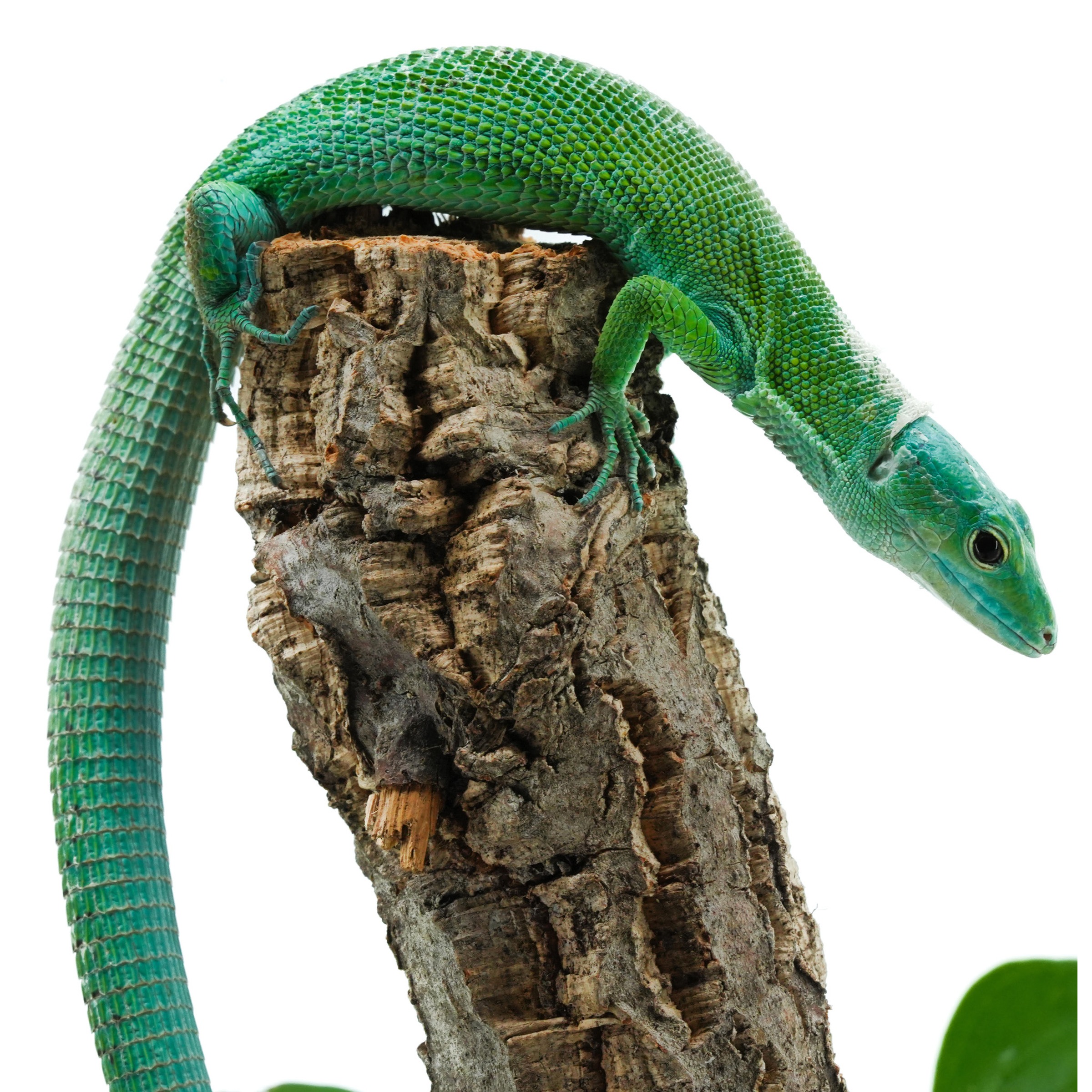 Bright green lizard atop textured bark, shedding skin on its head