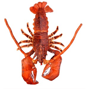 Red lobster viewed from above, showing large claws and segmented tail.