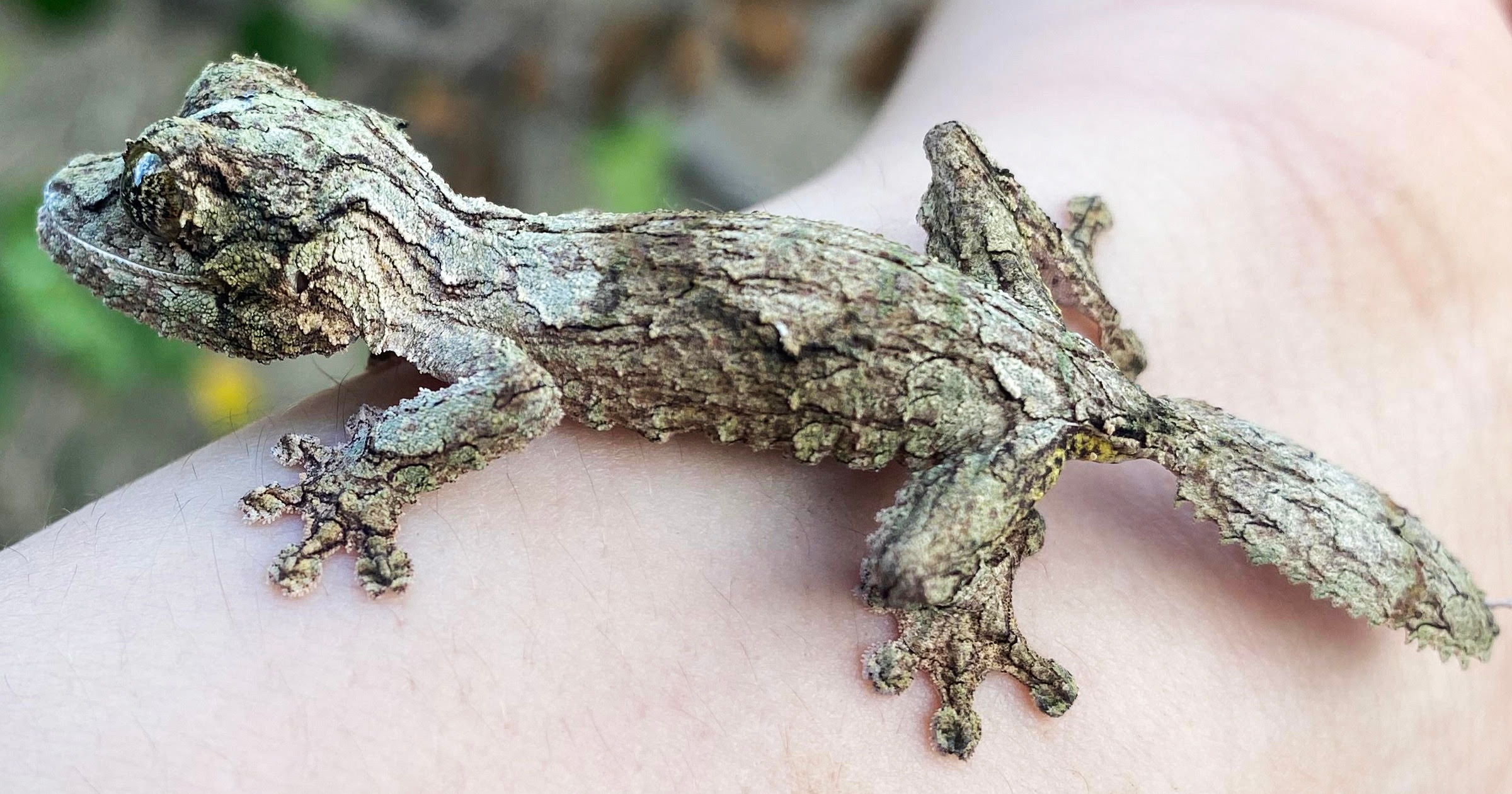 Baby Mossy Leaf Tailed Geckos | LLLReptile