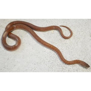brown snake on light concrete, slightly coiled with its head raised.