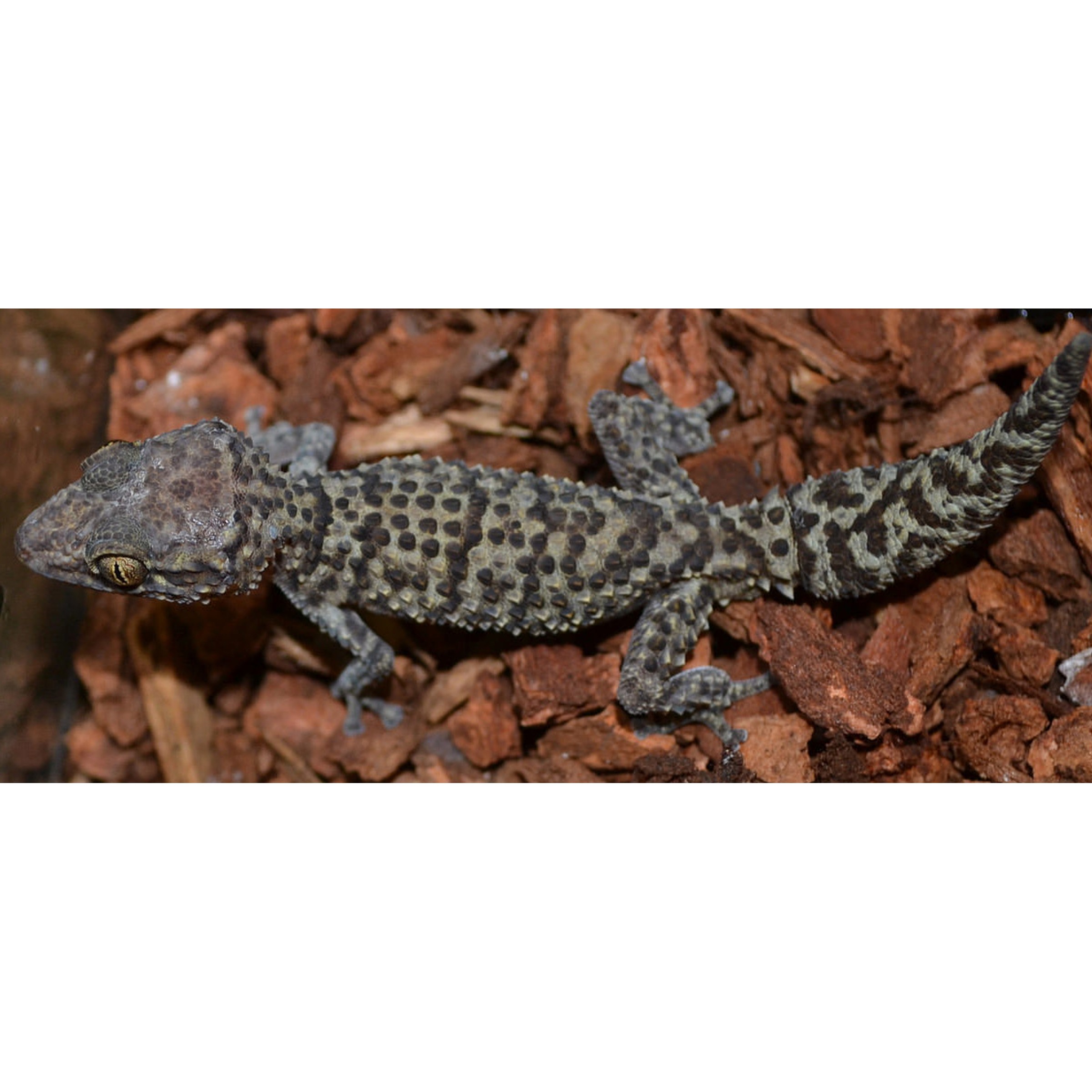 Gecko with rough, spotted gray skin crawling over reddish-brown mulch.