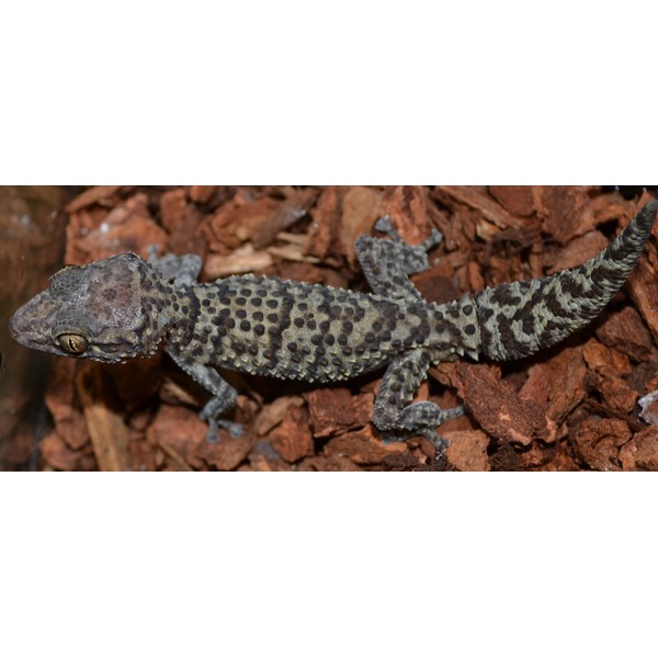 Gecko with rough, spotted gray skin crawling over reddish-brown mulch.