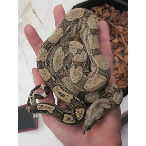 Coiled snake with beige and brown blotched pattern resting in a person's hand.