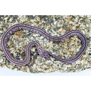 Purple-brown striped snake coiled on rough rock surface.