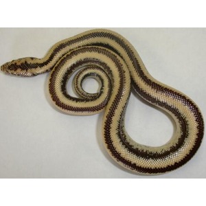 Coiled striped snake with light tan and brown bands on a white background.