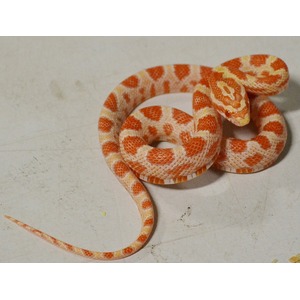Orange and white patterned corn snake coiled on a pale surface.
