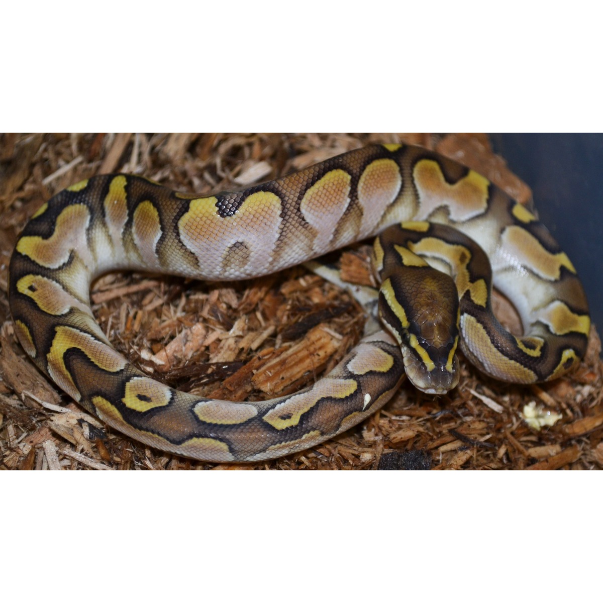 Baby Butter Calico Ball Pythons | LLLReptile
