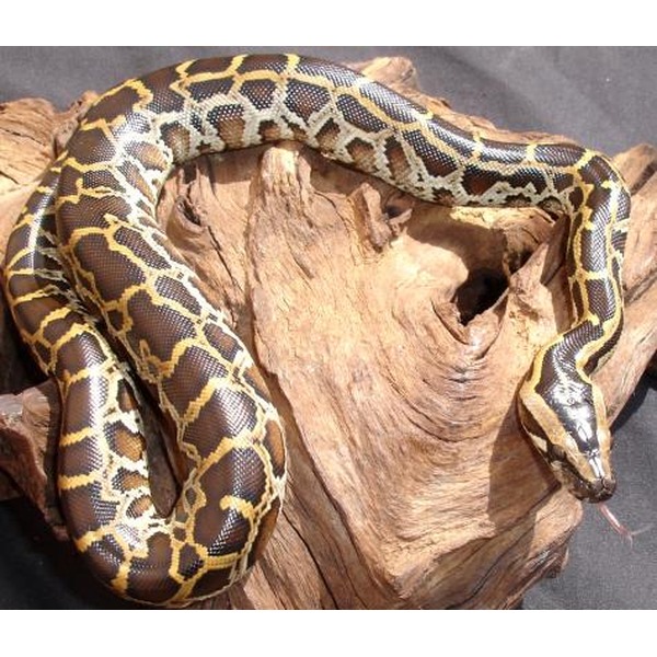Yellow and brown patterned python resting on a knotted piece of driftwood.