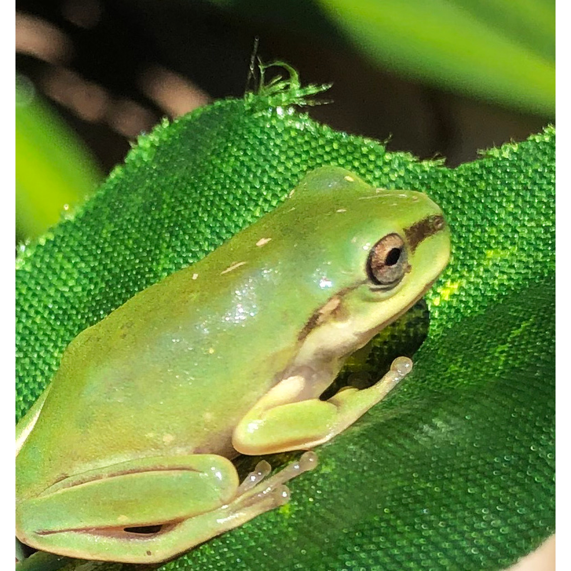 Small green tree frog resting on a bright green leaf, close-up of its eye and smooth skin.