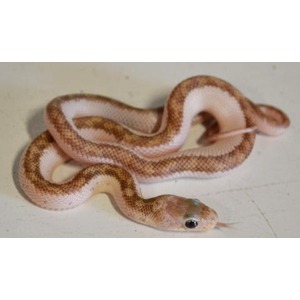 Pastel brown and white patterned snake coiled on a light surface.