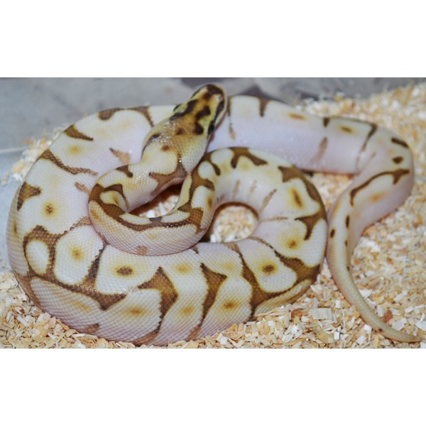 Coiled ball python with pale yellow skin and brown markings on wood shavings.