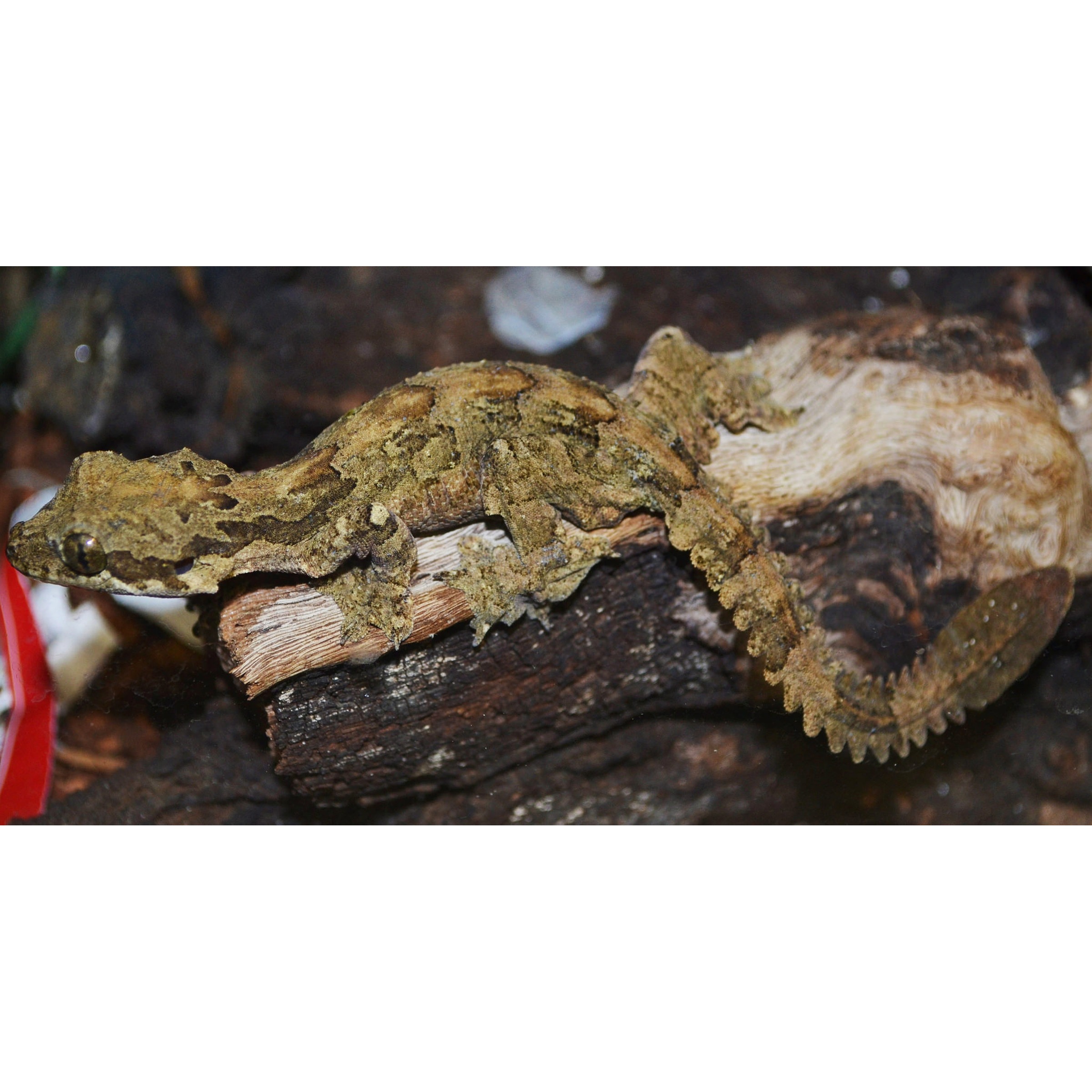 Brown camouflaged gecko clinging to a weathered log with textured skin.