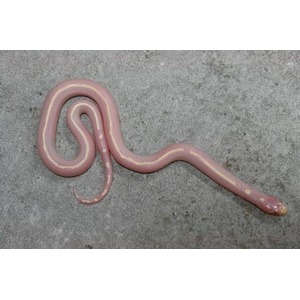 Pinkish pale snake on gray concrete, partially coiled with its head at the right.