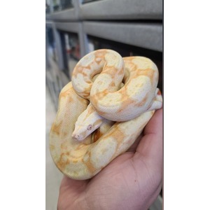 Cream-colored ball python with orange blotches coiled around a hand.