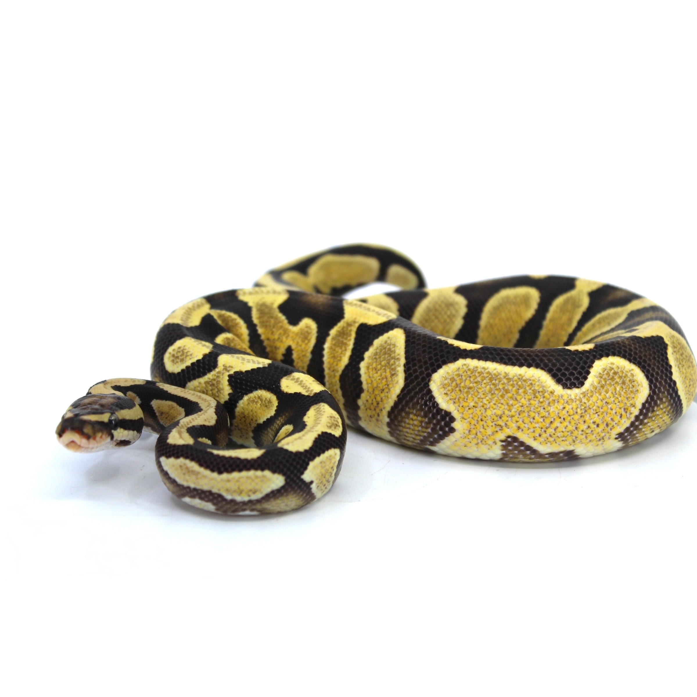 Coiled yellow and black ball python on white background.