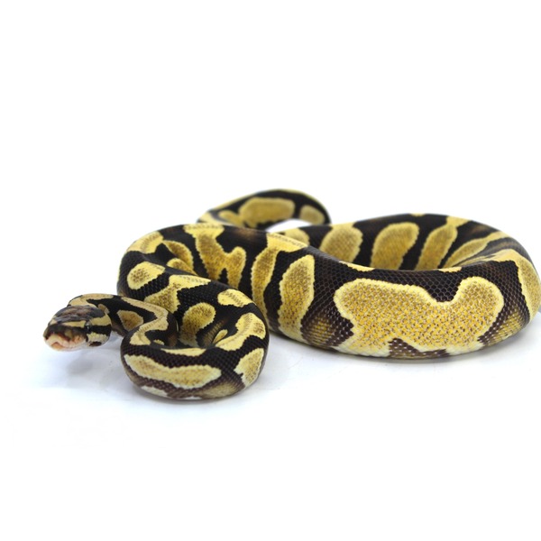 Coiled yellow and black ball python on white background.