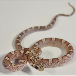 Brown and tan patterned juvenile corn snake coiled on a white surface, head near the coils