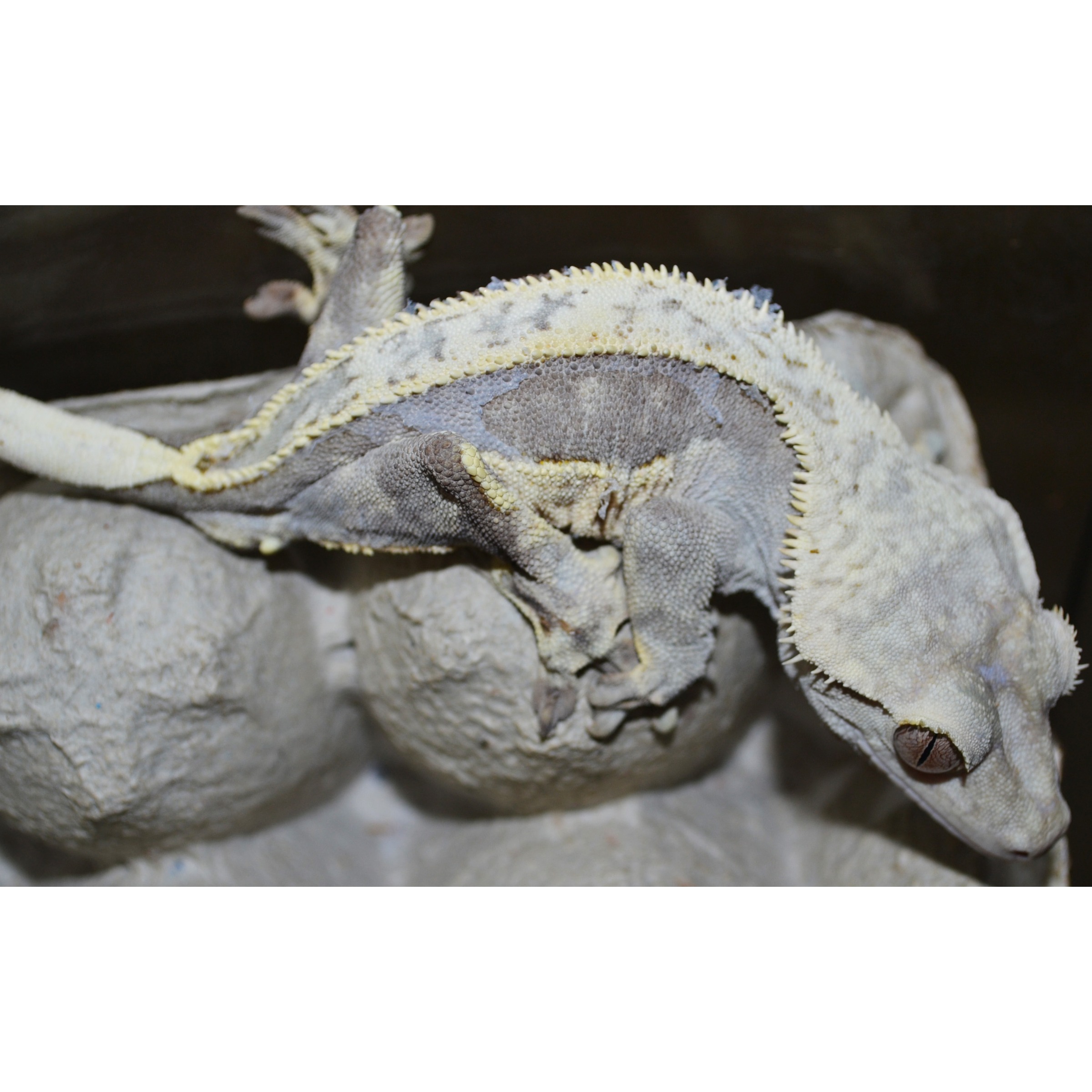 Bearded dragon on a rock, showing yellow-edged spiky dorsal scales and gray textured skin.