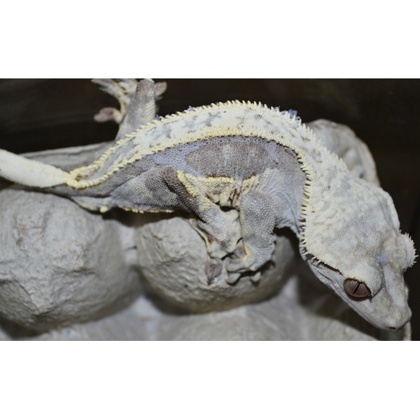 Bearded dragon on a rock, showing yellow-edged spiky dorsal scales and gray textured skin.