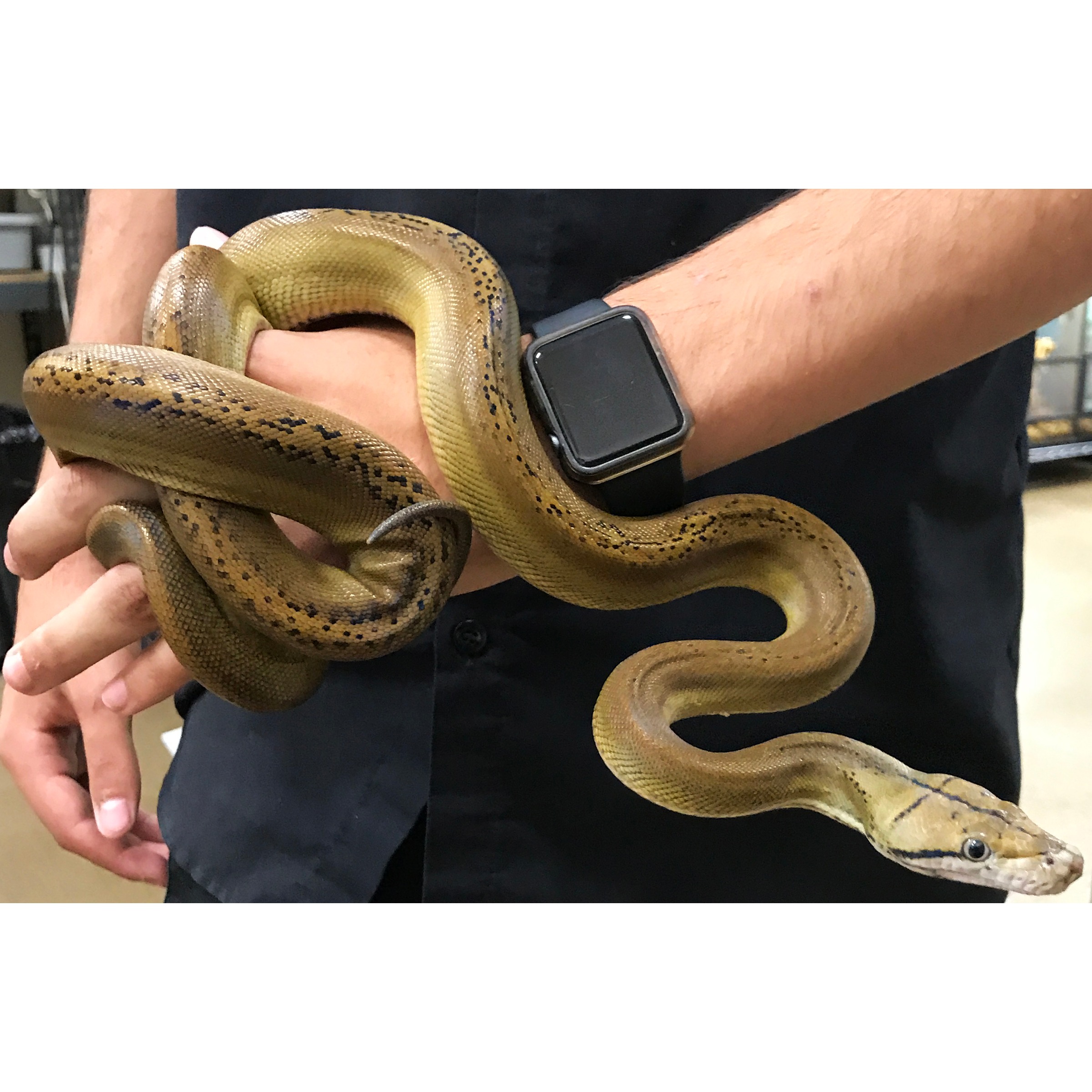 Brown speckled snake coiled around a person's arm with a smartwatch on the wrist.